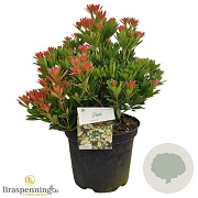Pieris jap. 'Temple Bells' 40-50 cm 10L