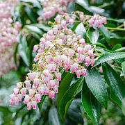Pieris jap. 'Valley Rose' 40-50 cm 10L