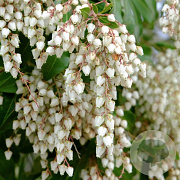 Pieris jap. 'White Cascade' 40-50 cm 10L