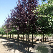 Prunus cer. 'Nigra' 40-50 cm 5,0L