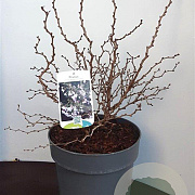 Prunus incisa 'Kojou-no-mai' 40-50 cm 5,0L