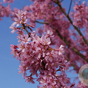 Prunus incisa 'Paean' 50-60 cm 10L