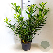 Prunus l. 'Caucasica' 80-100 cm 7,5L