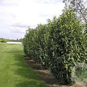 Prunus l. 'Mariblon' 40-60 cm 3,0L