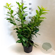 Prunus l. 'Novita' 80-100 cm 7,5L