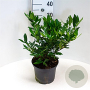 Prunus l. 'Otto Luyken' 40-50 cm 5,0L