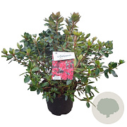 Rhododendron (AJ) 'Ageeth' 40-50 cm 10L