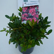 Rhododendron (AJ) 'Ageeth' 50-60 cm 20L