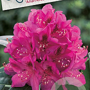 Rhododendron 'Anah Kruschke' 80-100 cm cont. 80L
