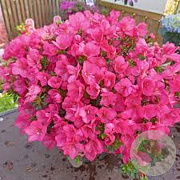 Rhododendron (AJ) 'Anouk' 40-50 cm 10L