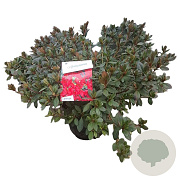 Rhododendron (AJ) 'Arabesk' 40-50 cm 10L