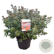 Rhododendron (AJ) 'Addy Wery' 40-50 cm 10L