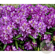 Rhododendron (Y) 'Bohlken's L.berg' 40-50 cm 20L