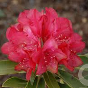 Rhododendron (Y) 'Bohl Roter Stern' 40-50 cm 20L