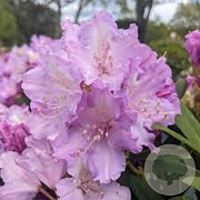 Rhododendron (Y) 'Carol. Allbrook' 20-25 cm 3,0L