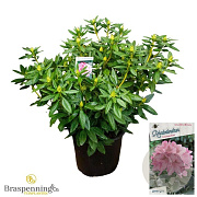 Rhododendron 'Cosmopolitan' 70-80 cm 40L