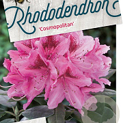 Rhododendron 'Cosmopolitan' 80-100 cm cont. 80L