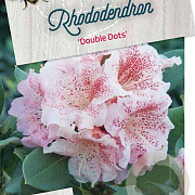 Rhododendron 'Double Dots' 50-60 cm 10L