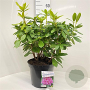 Rhododendron 'Delta' 50-60 cm 10L