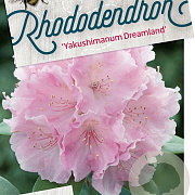 Rhododendron (Y) 'Dreamland' 50-60 cm 40L