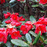 Rhododendron dichr. scyphocalyx 60-70 cm 20L