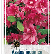 Rhododendron (AJ) 'Florida' 40-50 cm 10L