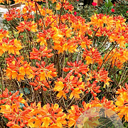 Rhododendron (AJ) 'Florida' 50-60 cm 20L