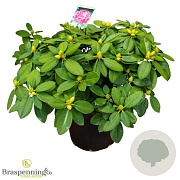 Rhododendron 'Germania' 70-80 cm 40L