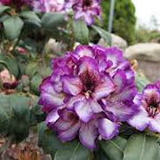 Rhododendron 'Hans Hachmann' 80-100 cm cont. 80L