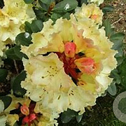 Rhododendron 'Horizon Monarch' 70-80 cm 40L