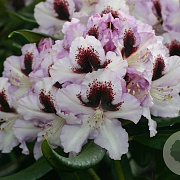 Rhododendron 'Hachmann's Pinguin' 80-100 cm cont. 80L