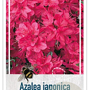 Rhododendron (AJ) 'Isabel' 40-50 cm 10L