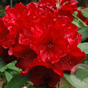 Rhododendron 'Leo' 50-60 cm 10L