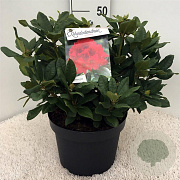 Rhododendron 'Lord Roberts' 50-60 cm 10L