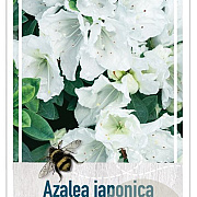 Rhododendron (AJ) 'Mémé' 50-60 cm 20L