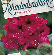 Rhododendron 'Marie Forte' 50-60 cm 20L
