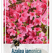 Rhododendron (AJ) 'Mad. van Hecke' 50-60 cm 20L