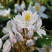 Rhododendron 'Madame Masson' 80-100 cm cont. 80L