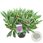 Rhododendron 'Marcel Menard' 50-60 cm 10L