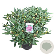 Rhododendron 'Marcel Menard' 60-70 cm 20L