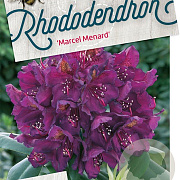 Rhododendron 'Marcel Menard' 80-100 cm cont. 80L