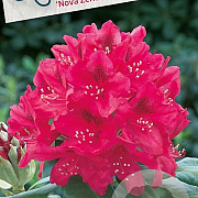 Rhododendron 'Nova Zembla' 70-80 cm 40L
