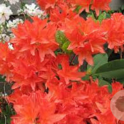 Rhododendron (AJ) 'Brilliant' 40-50 cm 10L