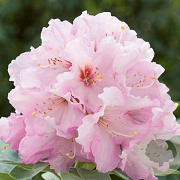 Rhododendron 'Onkel Dines' 80-100 cm cont. 80L