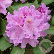 Rhododendron (C) 'Purp. Grandifl.' 50-60 cm 10L