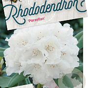 Rhododendron (Y) 'Porzellan' 50-60 cm 40L