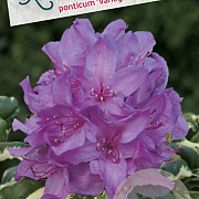 Rhododendron pont. 'Variegatum' 60-70 cm 20L