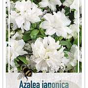 Rhododendron (AJ) 'Pleasant White' 40-50 cm 10L