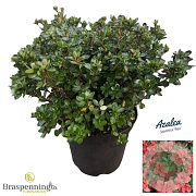 Rhododendron (AJ) 'Rex' 40-50 cm 10L