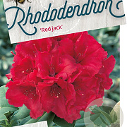 Rhododendron 'Red Jack' 50-60 cm 10L